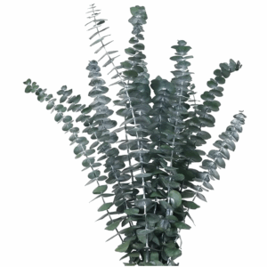 Eucalyptus baby blue